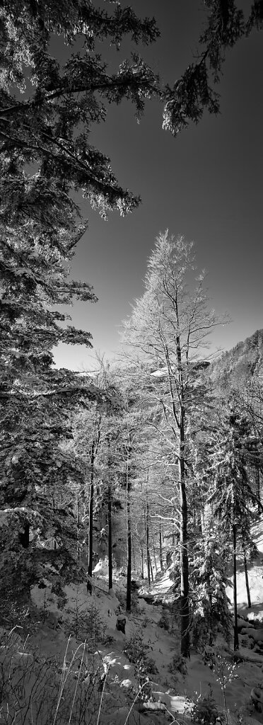 Schwarzwald vertikal 2