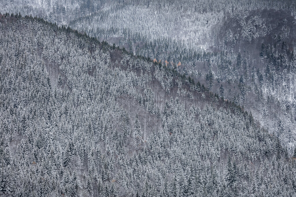 Schwarzwald II