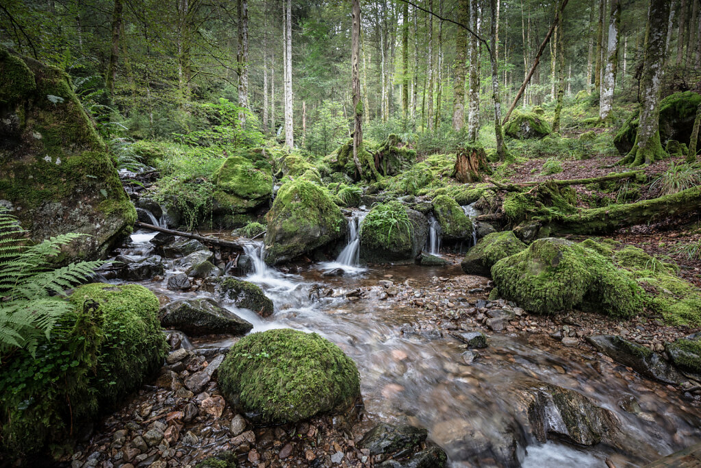 Schwarzwald XLIV